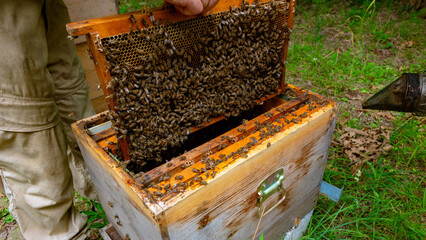 Apiculture or beekeeping concept photo. Honeycomb removed from beehive