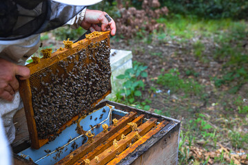 Apiarist or beekeeper removes a frame of honeycomb from beehive.