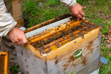 Beekeeping or apiculture concept photo.