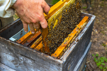 A frame of honeycomb full of bees removed from beehive.