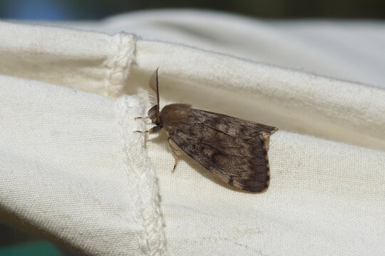 Close up male gypsy moth (Lymantria dispar), family Erebidae. In the summer on a sheet in the garden. Netherlands, August