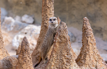 Alert meerkat (Suricata suricatta) standing - 745669448