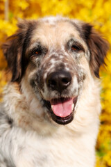 Big mixed breed dog portrait, yellow flowers