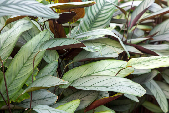 Exotic Ctenanthe Setosa Grey Star plant leaves with silver hue and dark leaf veins.