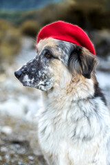 Big dog in bright red beret portrait close-up