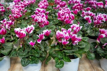 Bright pink and white cyclamen flowers, closeup. Red Cyclamen plant sale in garden shop in spring season