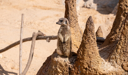 Alert meerkat (Suricata suricatta) standing - 745669835