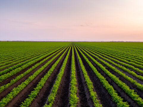 Serbia, Vojvodina Province, Drone view of vast green carrot field at dawn