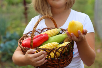 Farmerl holding wooden basket full of fresh raw vegetables. (corn,tomato, pepper) in the hands....