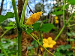 yellow flowers of a cucumber plant