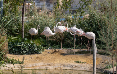 Lot of Flamingos birds relaxing in a garden - 745670624