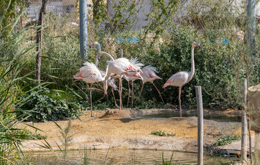 Lot of Flamingos birds relaxing in a garden - 745670638