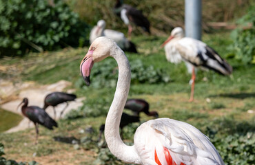 Lot of Flamingos birds relaxing in a garden - 745670878