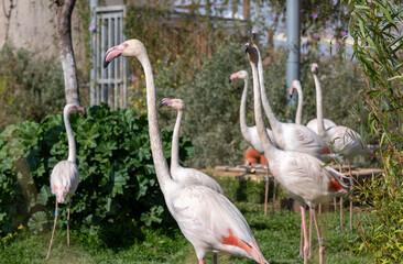 Lot of Flamingos birds relaxing in a garden - 745670892