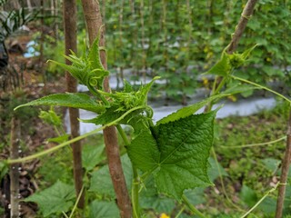 white rice in a gunni sack with a wooden board