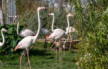 Lot of Flamingos birds relaxing in a garden - 745671214