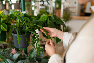 Botanist examining Fishbone cactus plant at nursery
