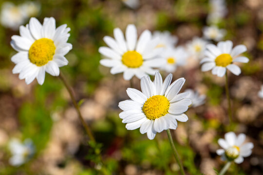 Anthemis cotula, also known as stinking chamomiles - white daisy