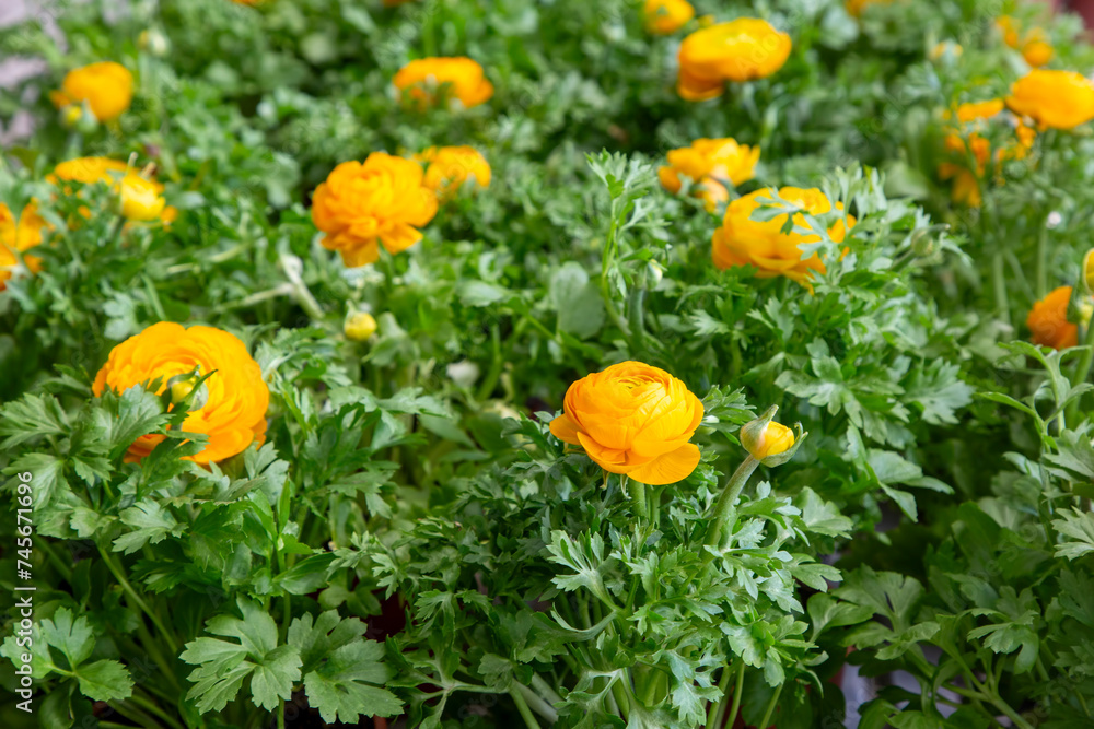 Canvas Prints Ranunculus asiaticus flower, Persian buttercup