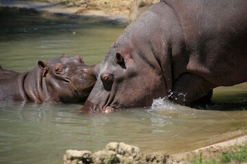 Flusspferd (Hippopotamus amphibius) Muttertier mit Jungem im Wasser 