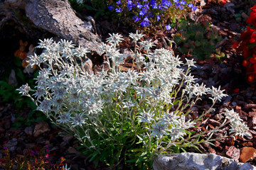Edelweiß (Leontopodium) Alpenblume im Steingarten