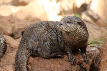Fischotter (Lutra lutra) Marderart, Europa