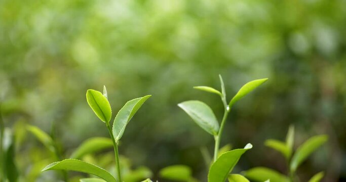 Green tea tree leaves camellia sinensis in organic farm sunlight. Fresh young tender bud herbal farm on summer morning. Sunlight Green tea tree plant. Close up Tree tea plant green nature in morning