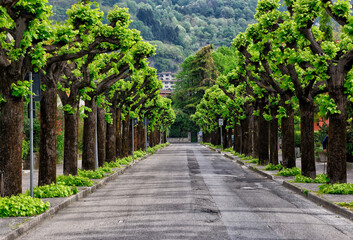 Porlezza, Province of Como, Lombardy, Italy, Europe - resort on Lake Lugano shore in Bergamo Alps, plane trees along the road on both sides, spring