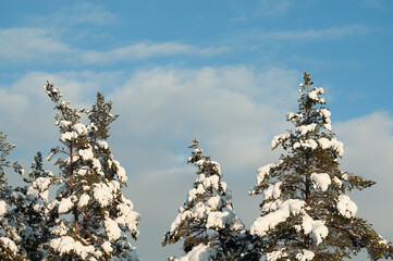 snow-covered trees in the forest in winter against the blue sky