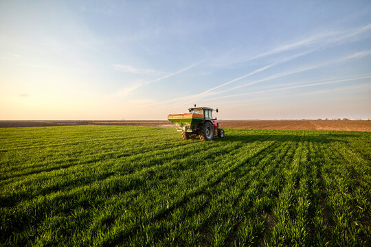 Tractor fertilizing green wheat crops in field