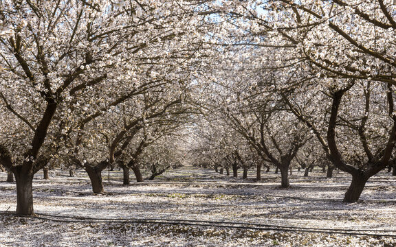 Almond Blossom in Modesto, Stanislaus County, California.