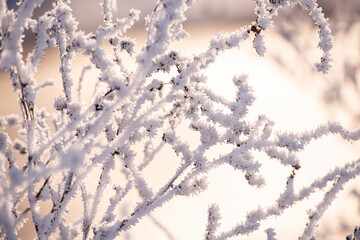 delicate openwork flowers in the frost. Gently  frosty natural winter background. Beautiful winter morning in the fresh air. Soft focus.
