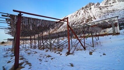 Fish drying rack during winter season.