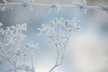 delicate openwork dried flowers in white fluffy frost and barbed wire on a natural frosty background.
