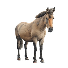 Obraz premium horse isolated on transparent background, png