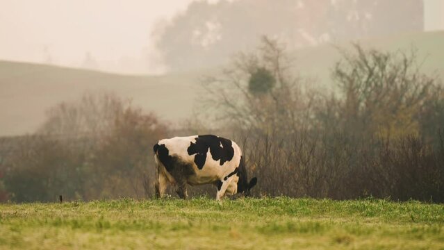 Stud Beef cow grazing on grass in field, eating hay and silage with foggy mystic background in hilly area, breathing with vapor. Natural pasture, meadow with grass for cattle, green fresh feed