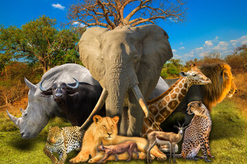 Big Five and wild african animals collage in Baobab tree in Musina Nature Reserve, one of the largest collections of baobabs in South Africa. Safari game drive. Wallpaper background