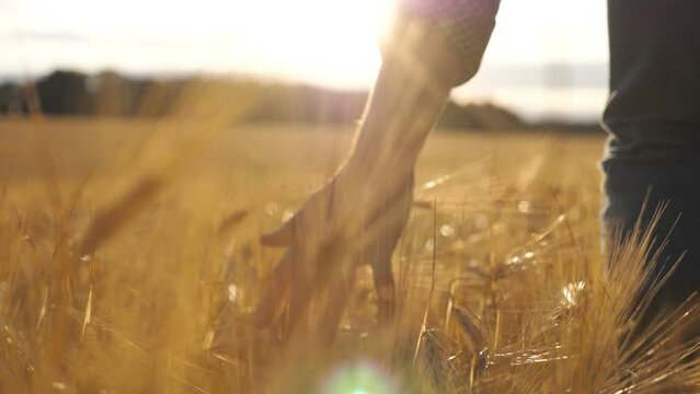 Close up of male hand moving over wheat growing on the plantation. Young man walking through the barley field and gently touching golden ears of crop. Sunlight at background. Rear view Slow motion