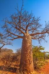 Red sand desert Baobab tree in Musina Nature Reserve, South Africa in dry season. Baobab forest reserve in Limpopo. Vertical shot. Copy space with blue sky.