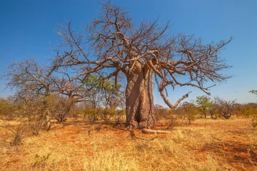 Poster Baobab tree in Musina Nature Reserve, one of the largest collections of baobabs in South Africa. Game drive in Limpopo Game and Nature Reserves. Sunny day with blue sky. © bennymarty