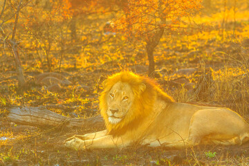 Adult male Lion resting in savannah at sunrise light in Kruger National Park, South Africa. Panthera Leo in nature habitat. The lion is part of Big Five.