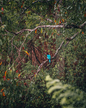 brown kingfisher in the trees
