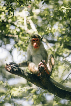 curious monkey on a tree