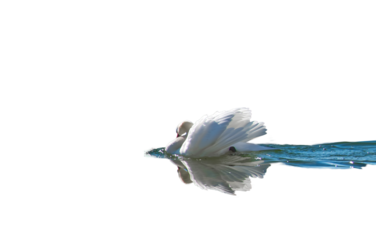 Sideview of a swan in Water png isolated
