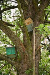 Swarm Trap. Honey bees swarm traps on the old pear tree.
