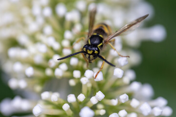 The photograph captures a detailed close-up of a wasp positioned on the tiny blossoms of a white Buddleia flower, commonly known as the Butterfly Bush. The wasp's striking yellow and black markings