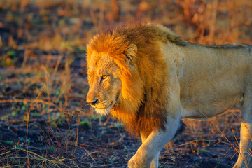 Closeup of male Lion walking in Kruger National Park, South Africa. Panthera Leo in nature habitat. The lion is part of the popular Big Five. Side view. Dry season.