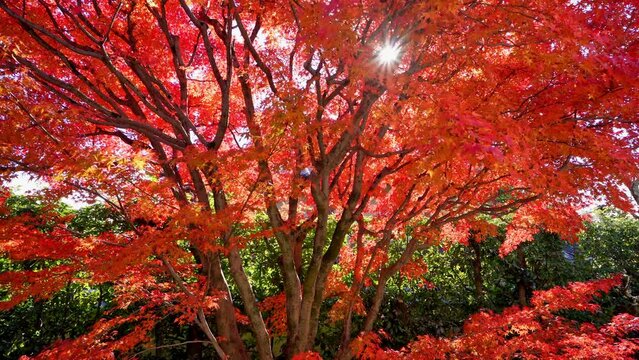 京都　大徳寺の塔頭寺院　興臨院の紅葉