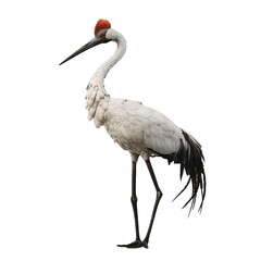 red crowned crane isolated on transparent background, png © nopommajun