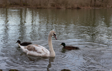young swan looking for food in a pond in spring. A mute swan swims in the lake.
